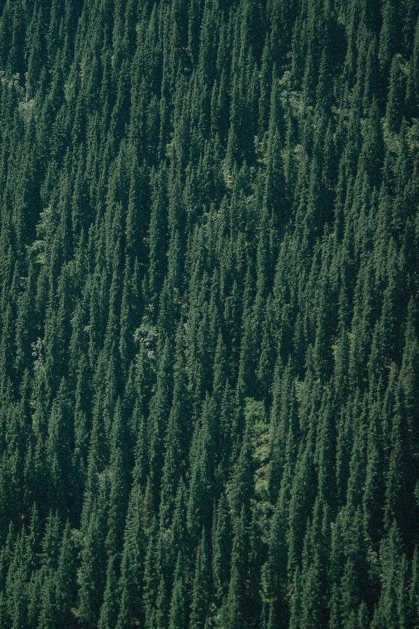 Dense evergreen forest canopy
