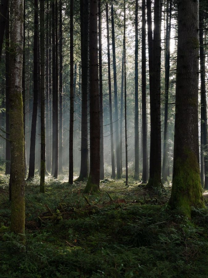 Sunlight passing through a misty forest