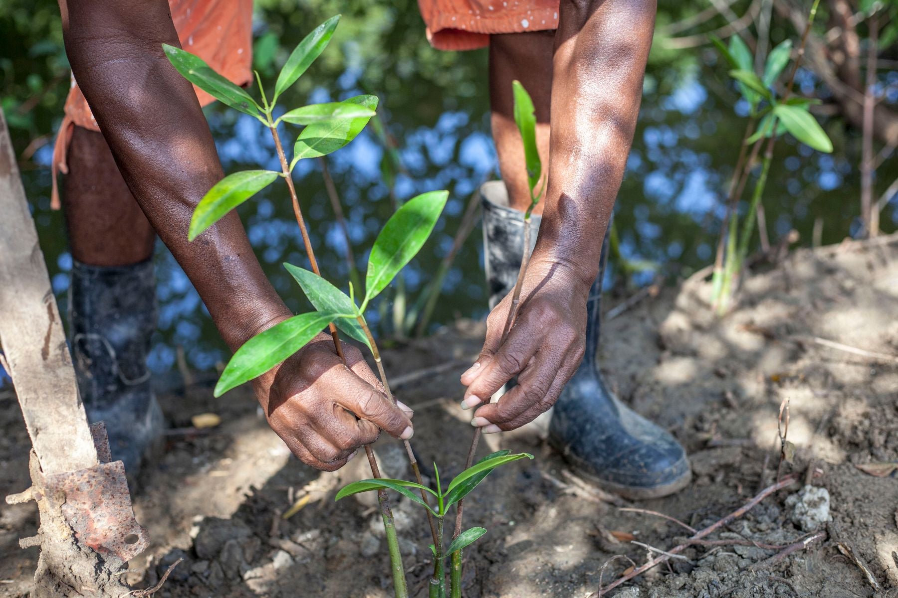 Hands planting a young tree in soil